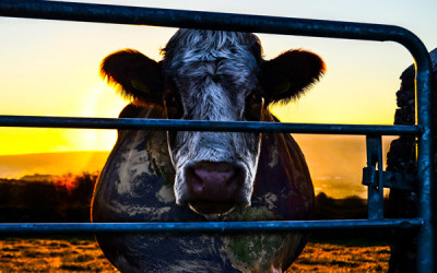 Cowspiracy: The Sustainability Secret – 10:00am 85min. FFR